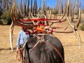 colorado big game hunting 03