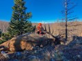 colorado big game hunting 09