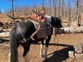 colorado big game hunting 12