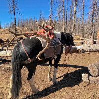 colorado big game hunting 12