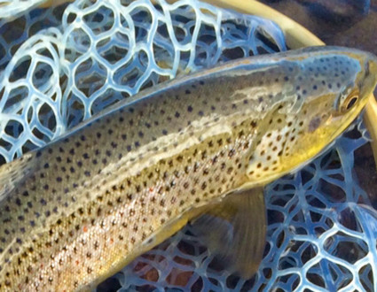 high mountain fishing 03 high mountain fishing 03