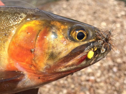 lro fish lro fish
